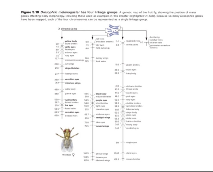 drosophila melanogaster genetics